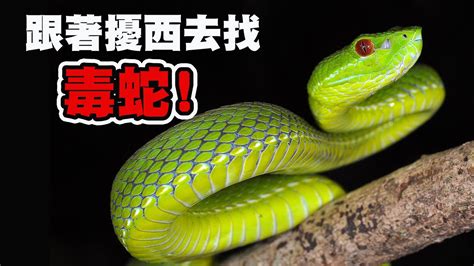 葉七絕沈 台灣最毒的蛇排名